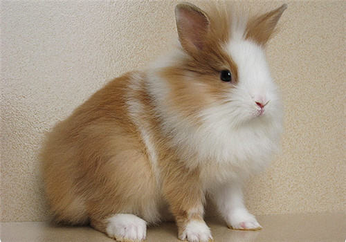 怎样给宠物兔打针？