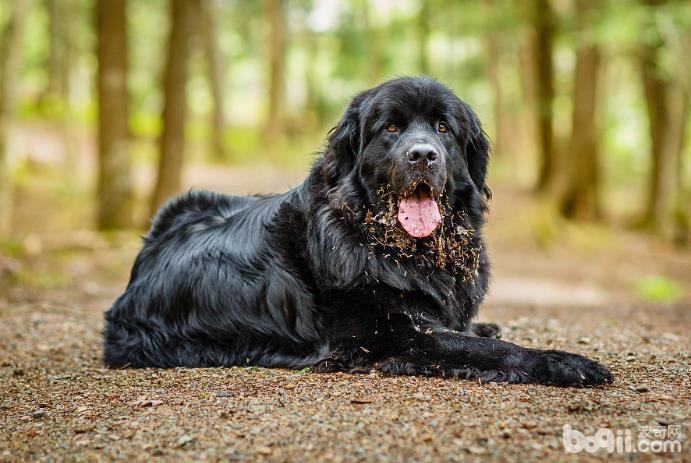纽芬兰犬训练技巧,训练纽芬兰犬定点大小便的方法 纽芬兰犬训练技巧,训练纽芬兰犬定点大小便的方法
