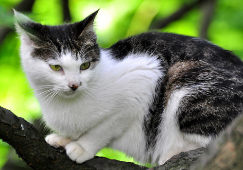 猫咪的自我保护能力