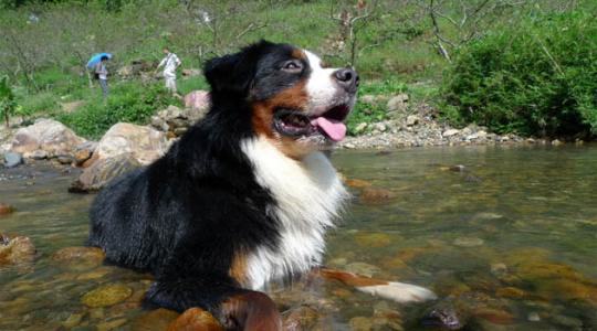 昆仑山脉犬怎么样？昆仑山脉犬介绍