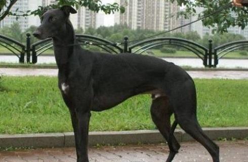 灵缇犬性格特点？灵缇犬介绍