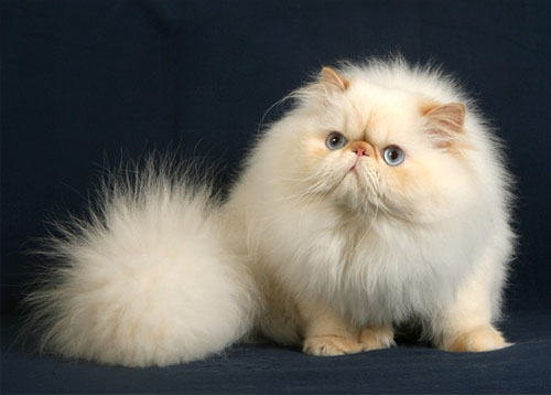 “胆小如鼠”的猫咪们