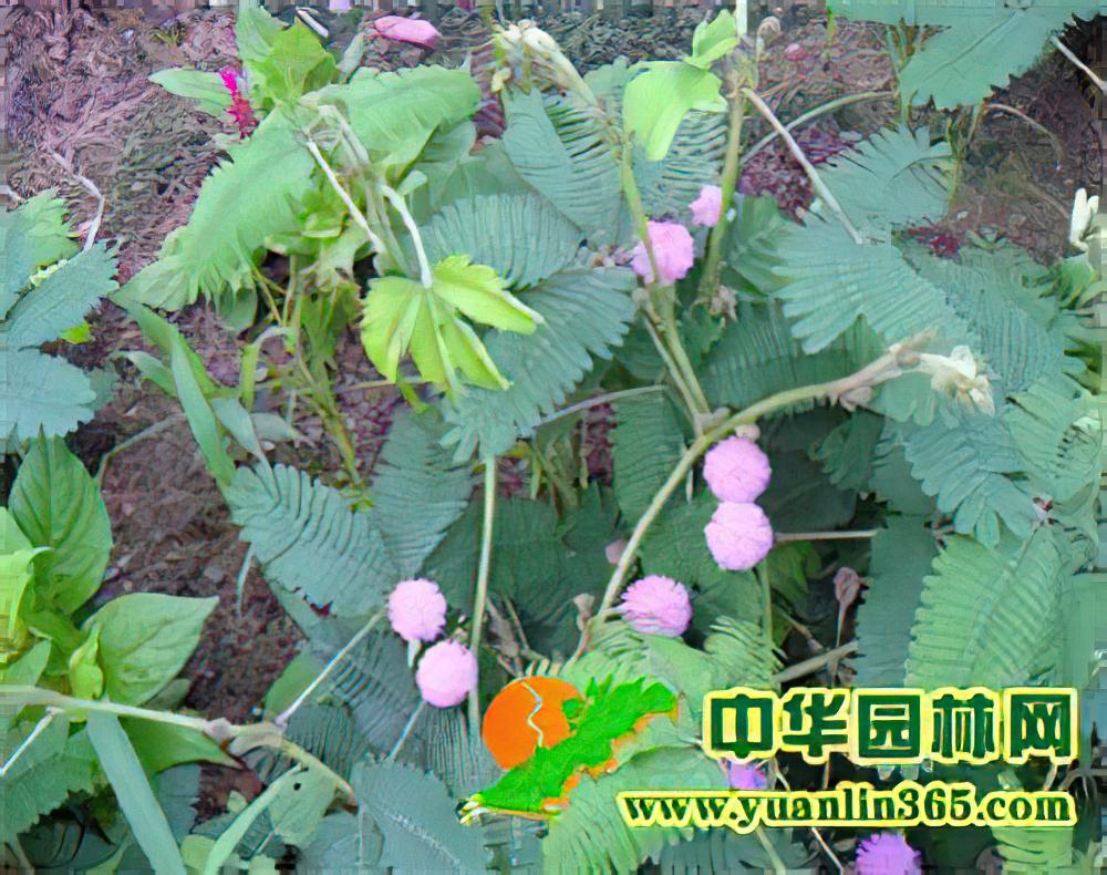 含羞草的繁殖与栽培