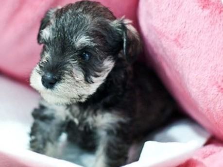 对付不喜欢吃药的雪纳瑞的办法