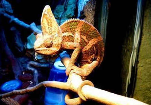 高冠变色龙是否好养 高冠变色龙是否好养