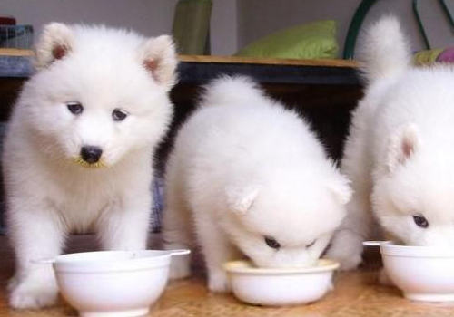 怎么训练狗狗好好用餐