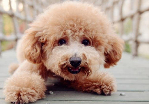 贵宾犬有皮屑怎么办