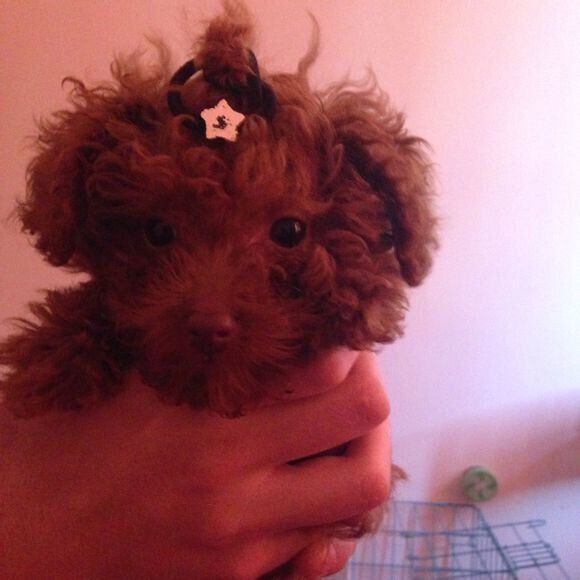 犬慢性肾功能衰竭的诊疗体会 犬慢性肾功能衰竭的诊疗体会