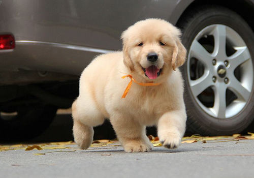 狗狗眼中的世界是怎样的