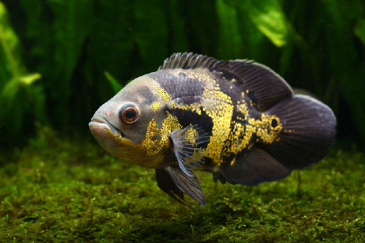 水族箱滴流盒降噪的方法
