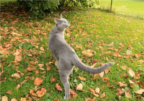 猫咪肝硬化的防治方法