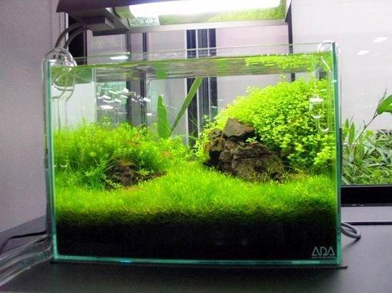水族箱中致病因素有什么