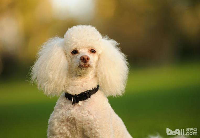 狗狗智商排名，五种智力水平堪比儿童的狗狗