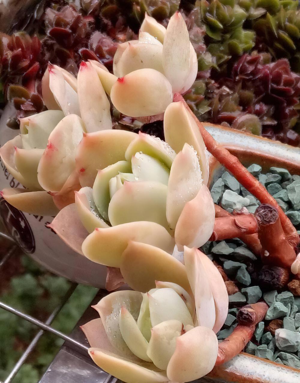 冻雨中我是那坚强的雪莲花，1°——7°露养的肉肉都是坚强的孩子