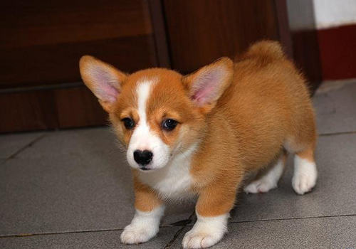 训练幼犬的重要性