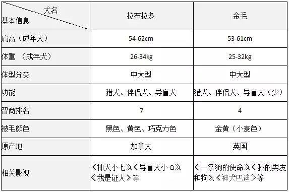 拉布拉多和金毛有什么区别，拉布拉多和金毛哪个好养
