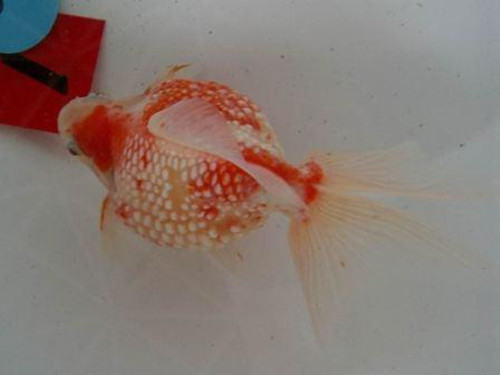 红白珍珠鳞的喂食要点