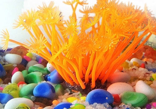 家庭鱼缸养鱼的数目有什么讲究