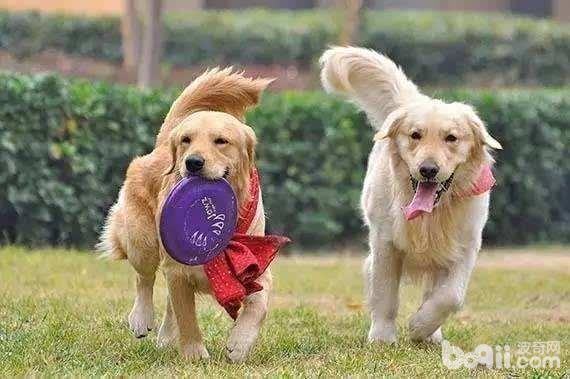 狗狗的学习能力好吗? 狗狗的学习能力好吗?