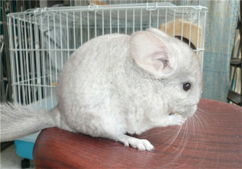 龙猫抽筋的表现有哪些