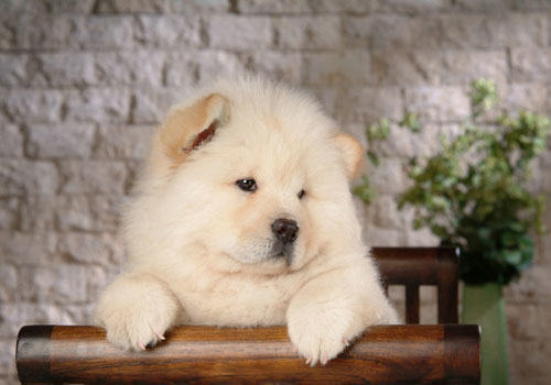 松狮成年犬怎么喂养？