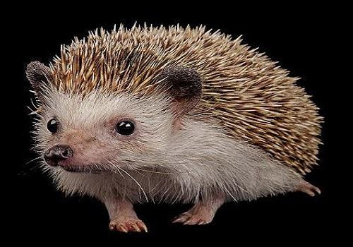 哪种宠物便宜又好养？好养的几种宠物