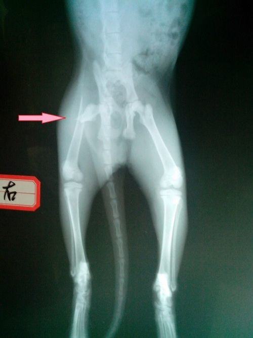一例猫髓内针固定肱骨骨折及股骨骨折的手术案例