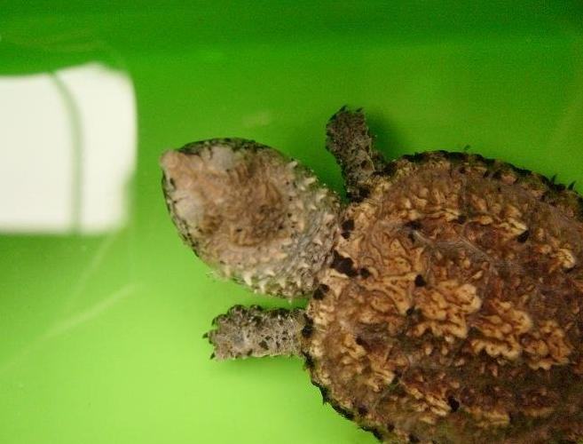 小鳄鱼龟该如何饲养 小鳄鱼龟该如何饲养