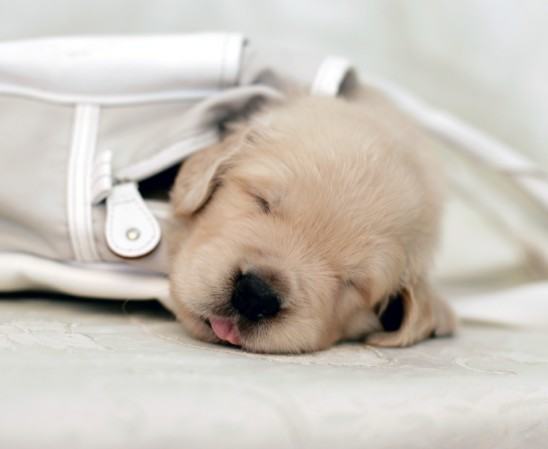 狗狗独自在家会发生的意外 狗狗独自在家会发生的意外