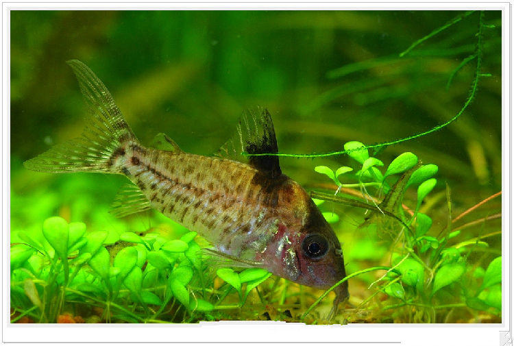 鼠鱼品种及选购介绍