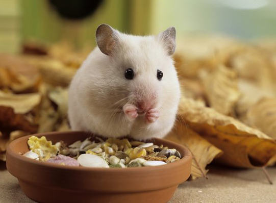 避免宠物鼠中暑的方法