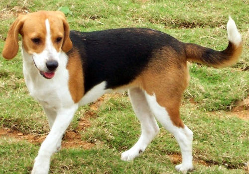 如何消除狗狗的恐惧感 如何消除狗狗的恐惧感