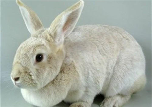 香槟兔的饲养要点