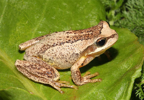 棕树蛙的品种简介