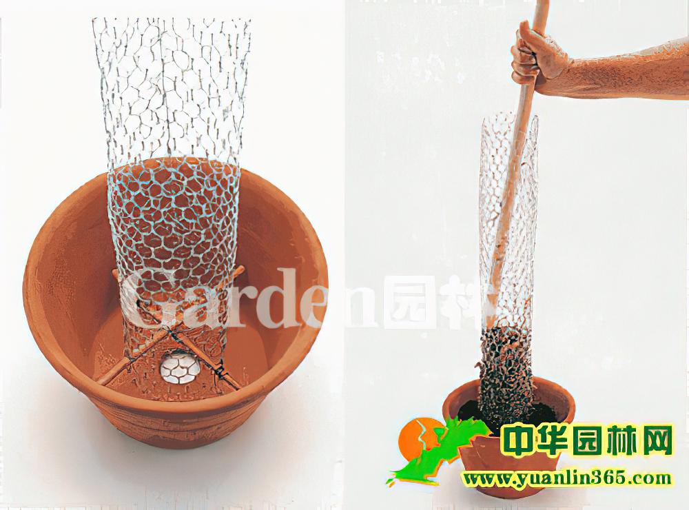 室内绿饰技巧观叶植物蛇木柱种植法（图）