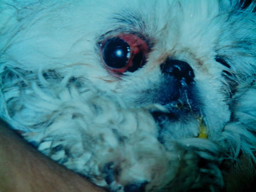 犬眼部损伤的原因和处理 犬眼部损伤的原因和处理