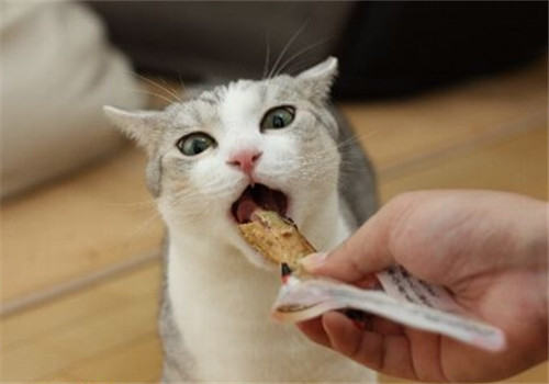 猫咪吃猫粮好还是自制粮好？
