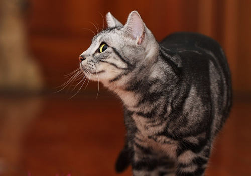 美国短毛猫粘人吗