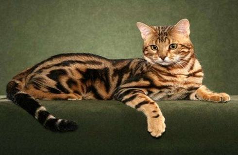 猫咪只吃猫粮的话到底好不好？