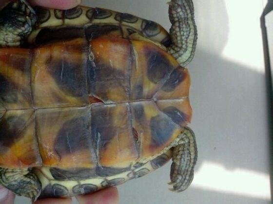 宠物龟的应激综合征