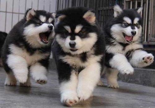 阿拉斯加肠胃病发病原因以及治疗措施 阿拉斯加肠胃病发病原因以及治疗措施