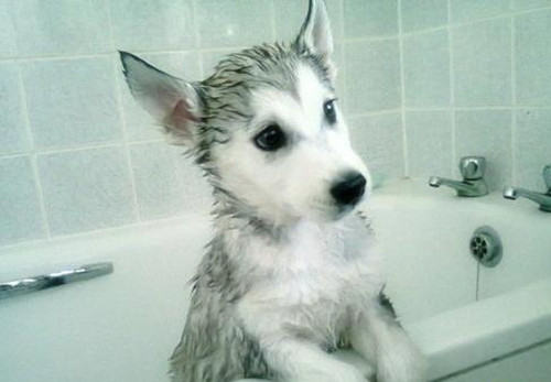 夏季自己给狗狗洗澡的注意事项
