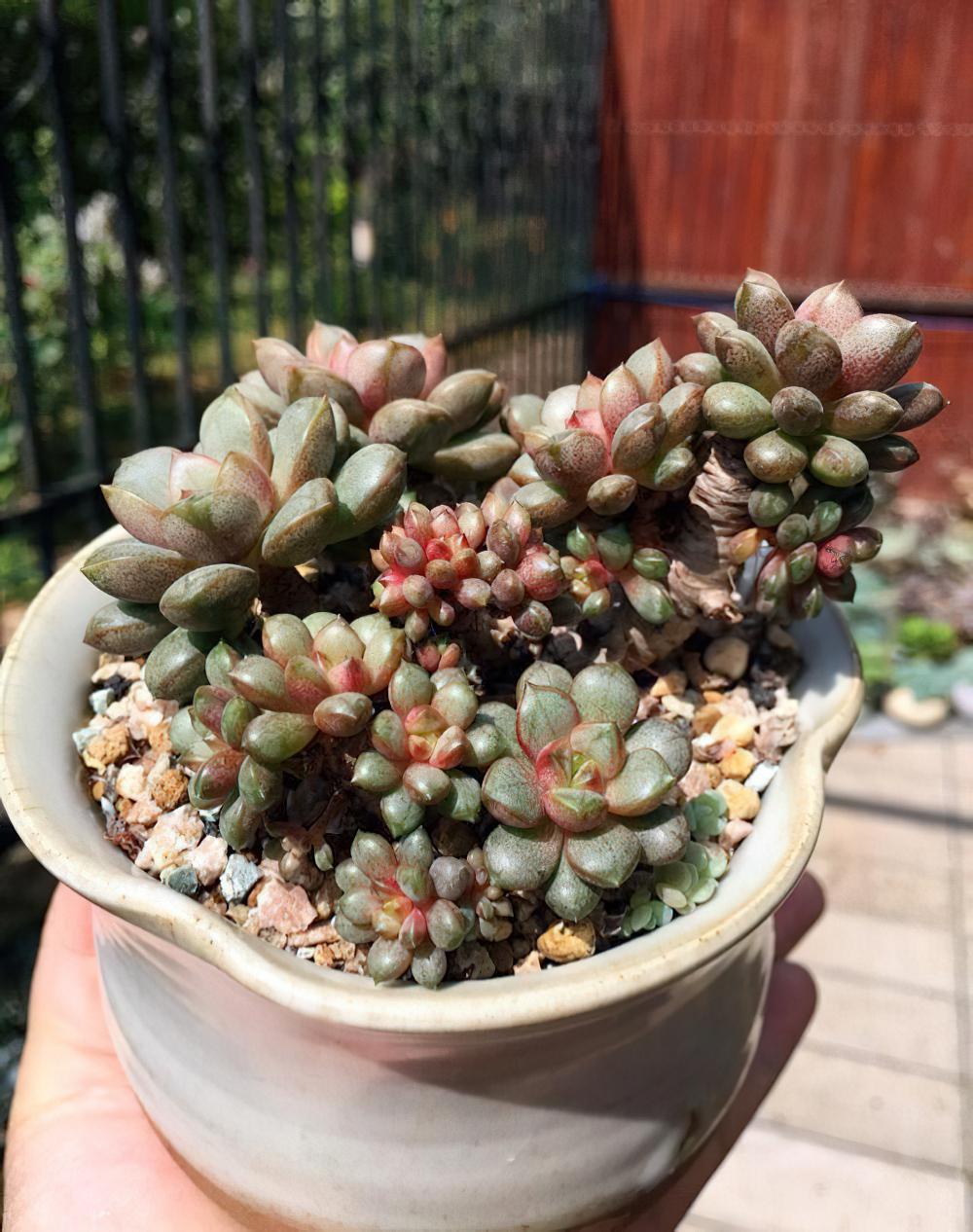 瘦死的骆驼比马强！季节的变化还是让肉肉们开始悄悄变美
