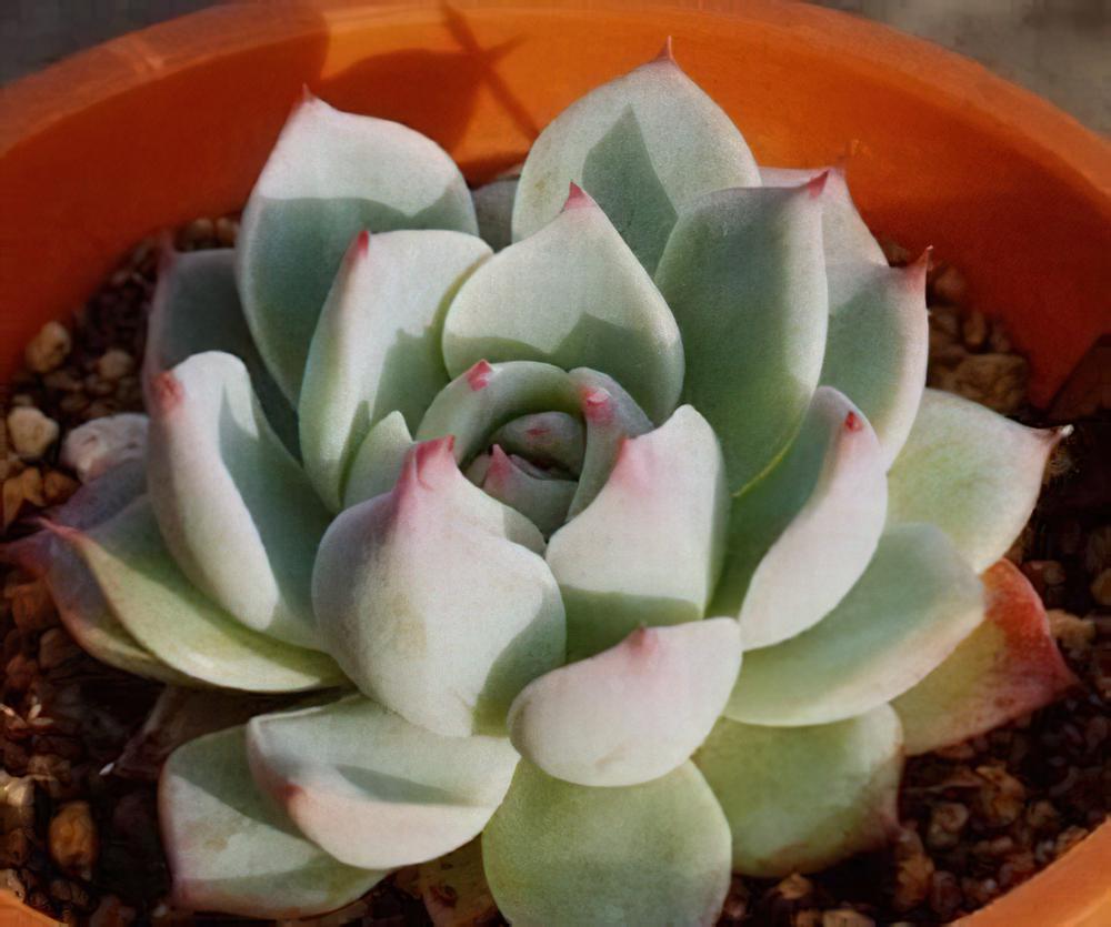 多肉植物习性及栽培要领（一）