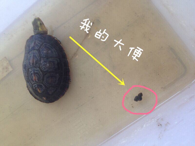 一例黄缘闭壳龟蛔虫病的治疗报告