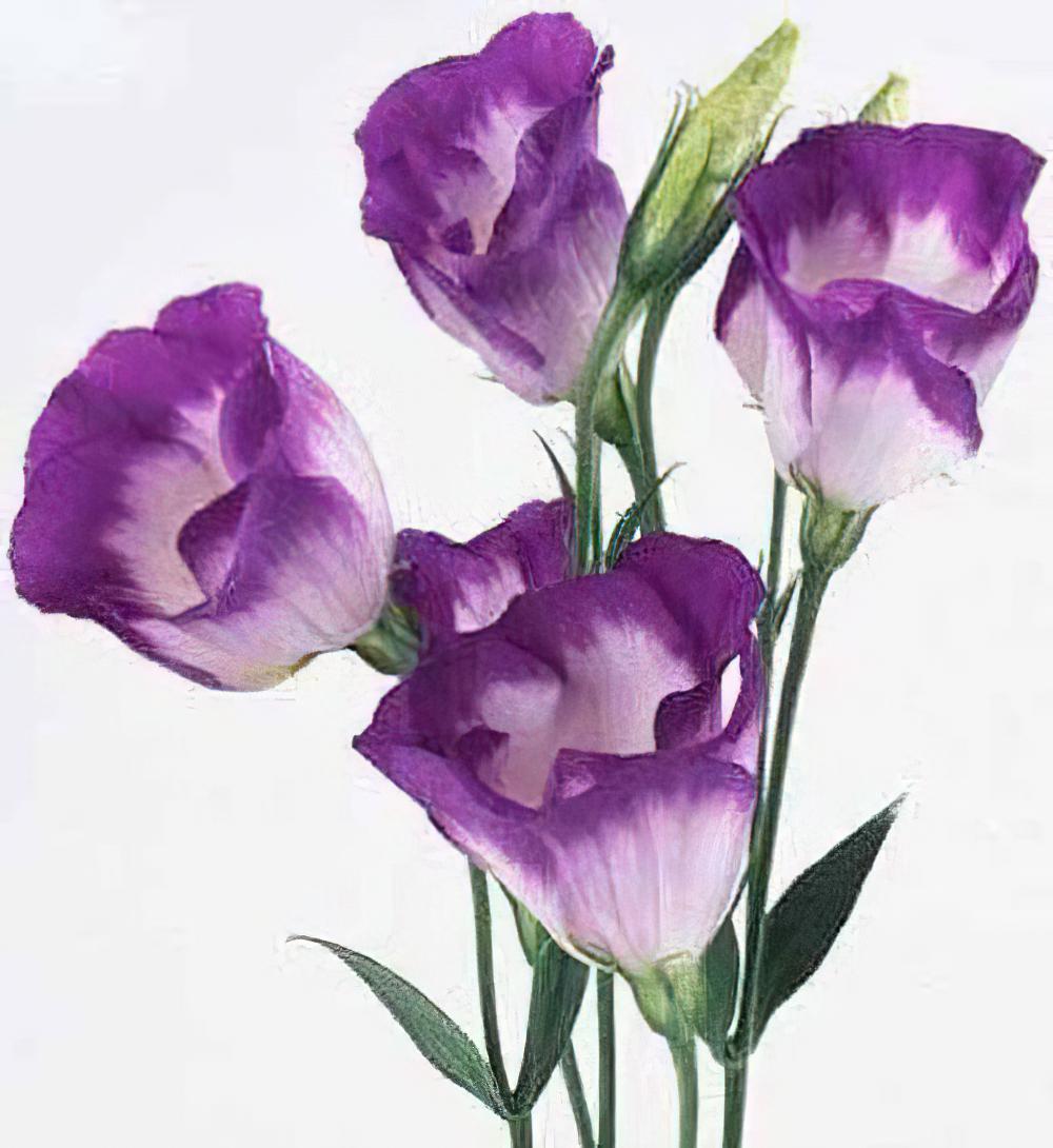 洋桔梗的栽种培养与管理（图）