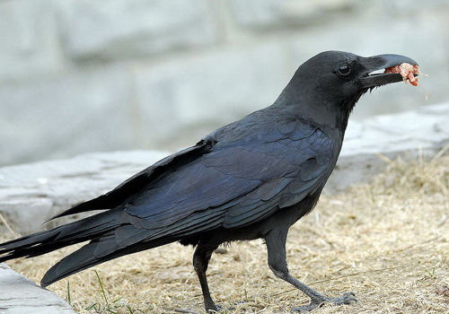 乌鸦扯尾巴的含义是什么