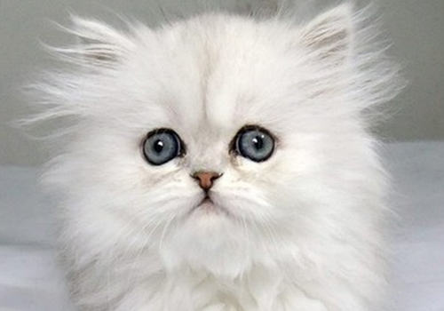 猫内耳炎有哪些影响