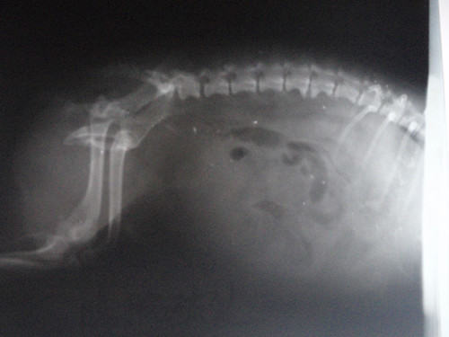 犬猫车祸的代价 犬猫车祸的代价