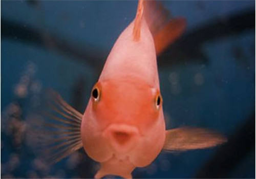 观赏鱼粘孢子虫病的治疗措施